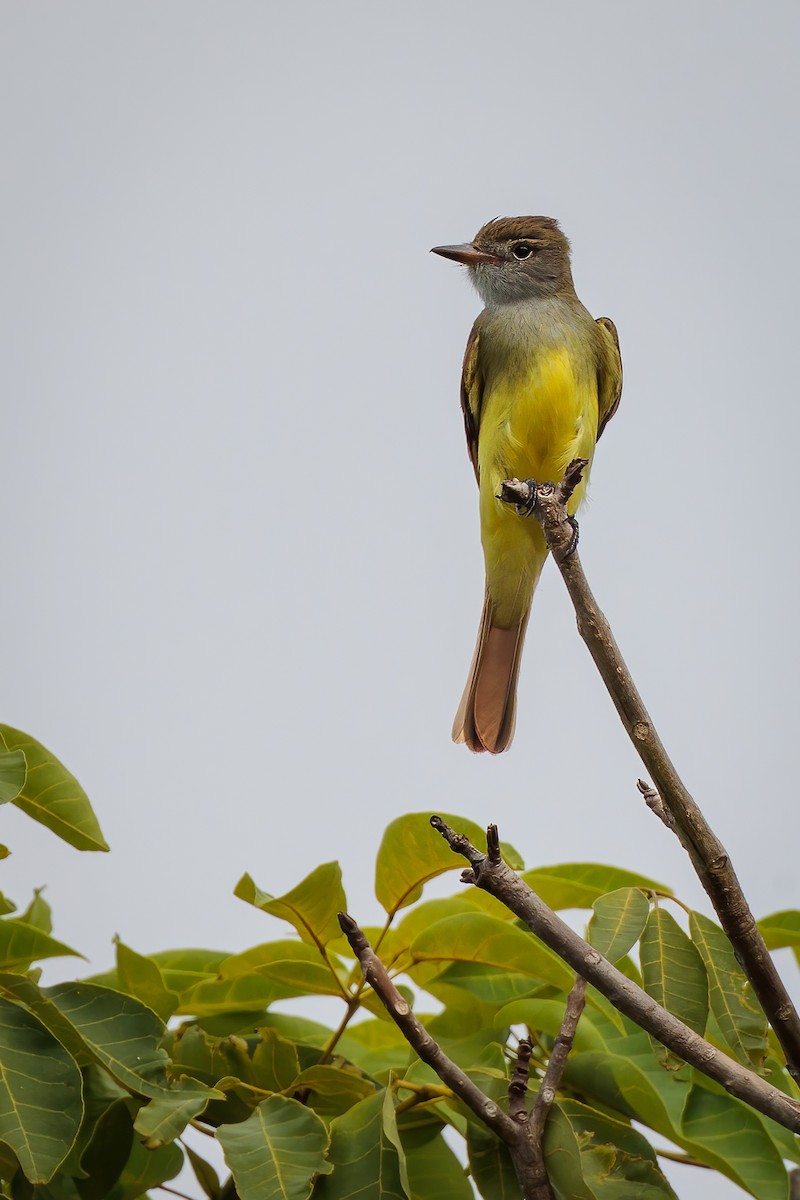 Great Crested Flycatcher - ML491136281