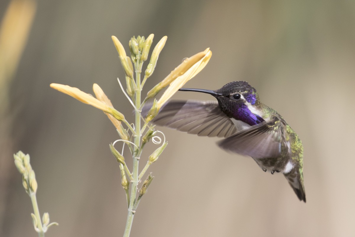 Costa's Hummingbird - Eric Ellingson