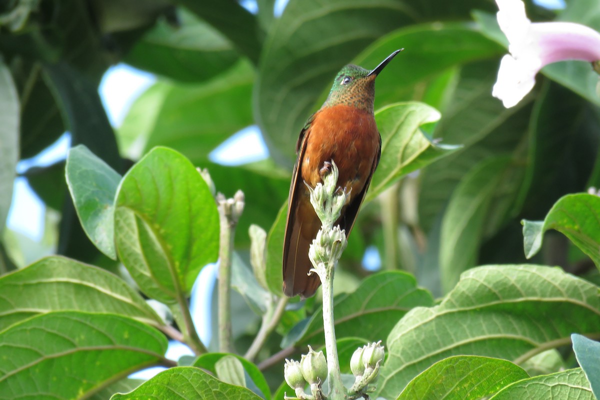Chestnut-breasted Coronet - Manuel Roncal Inca Finch