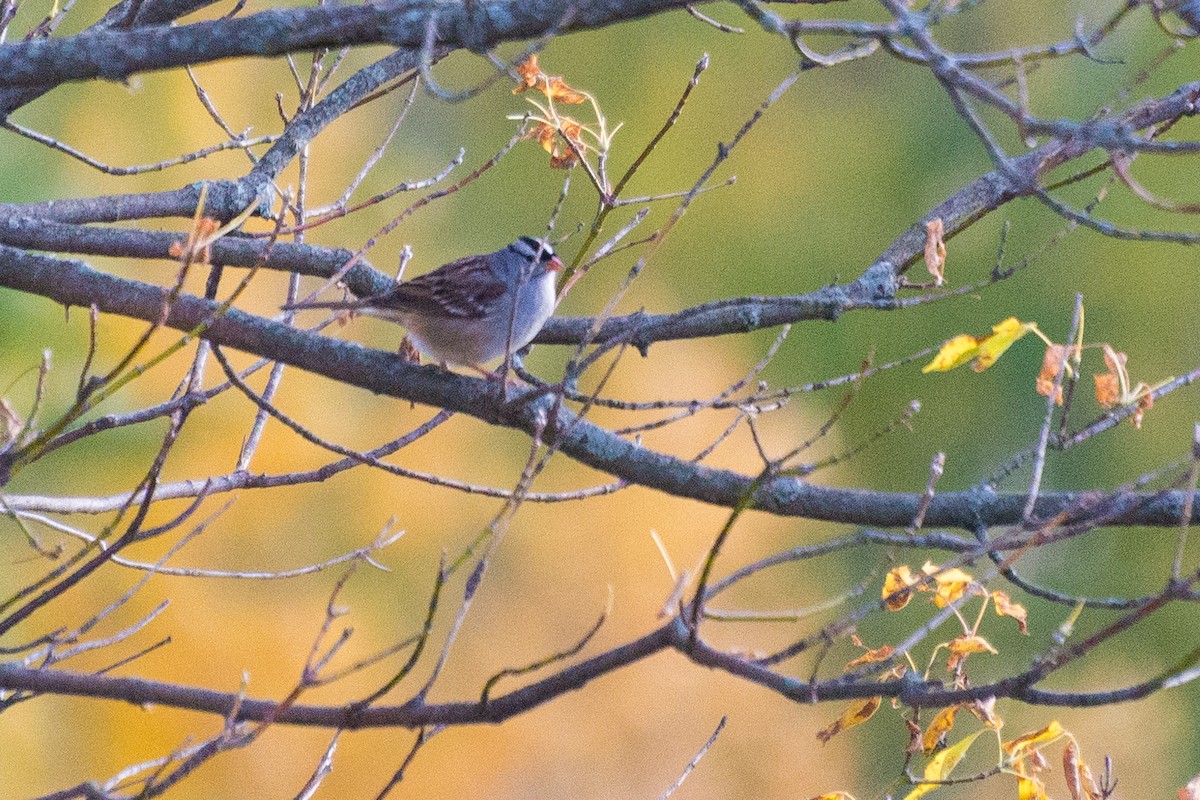 White-crowned Sparrow - ML491139461