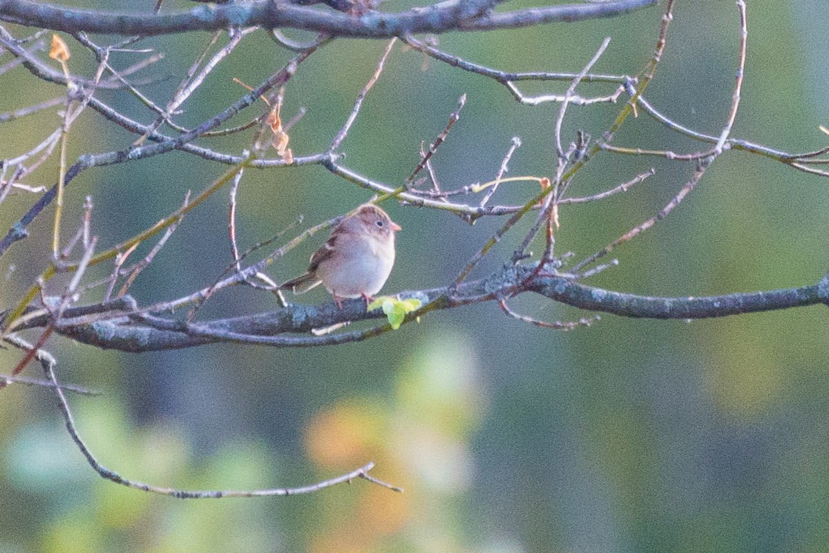 Field Sparrow - ML491139491