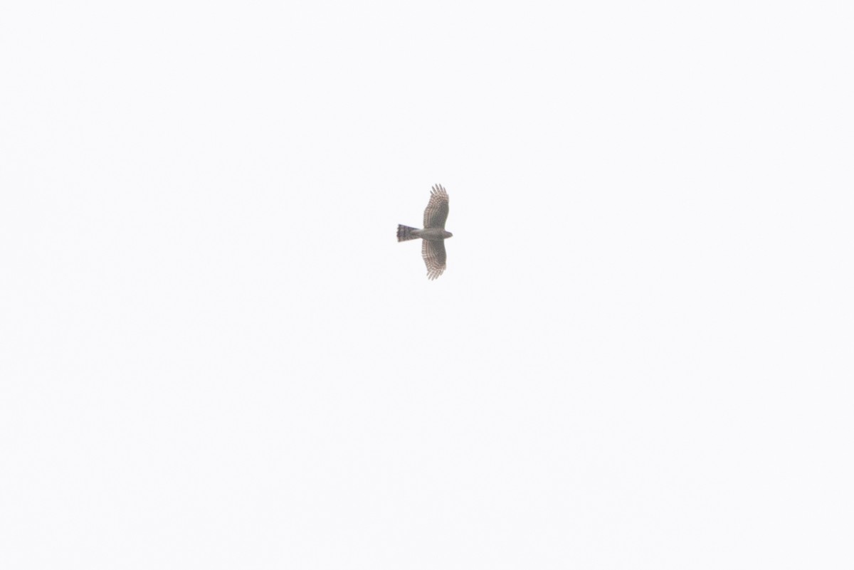 Eurasian Sparrowhawk - ML491140251