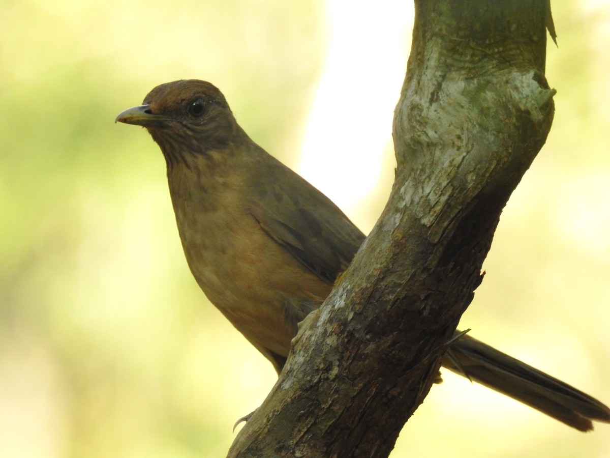 Clay-colored Thrush - Angel Castillo Birdwatching Guide