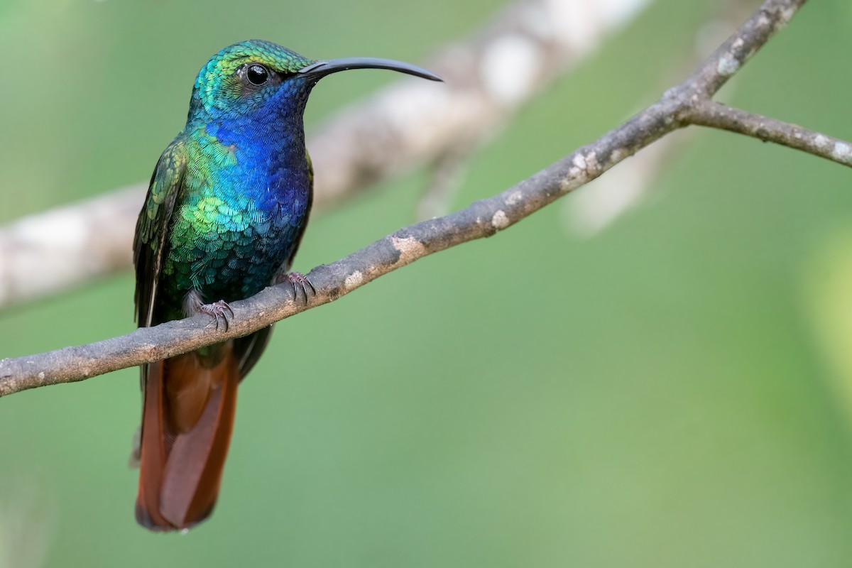 kolibřík azurovoprsý - ML491146611