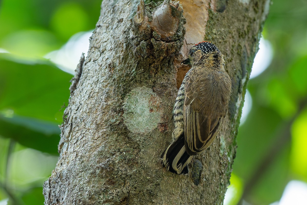 White-barred Piculet - LUCIANO BERNARDES