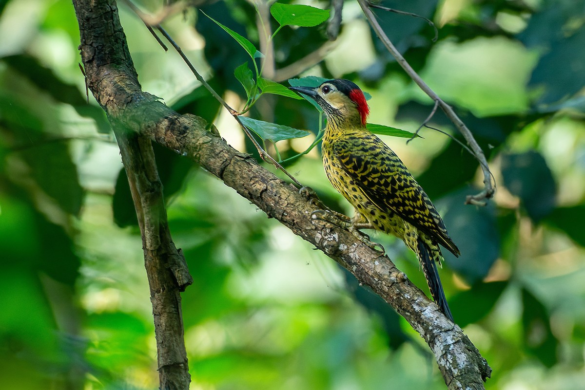 Green-barred Woodpecker - ML491147711