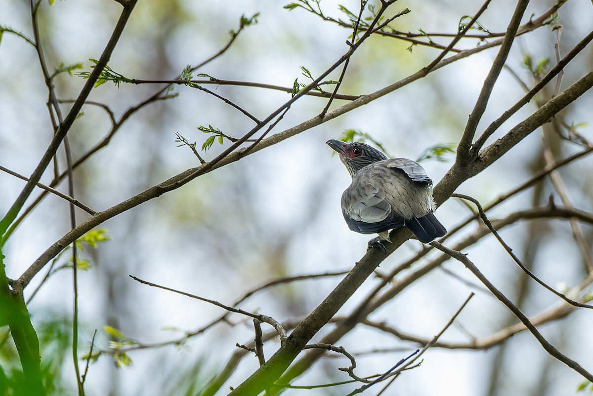 Black-tailed Tityra - LUCIANO BERNARDES