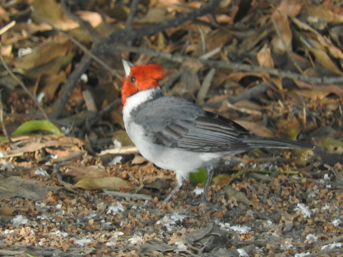 Red-crested Cardinal - ML491151221