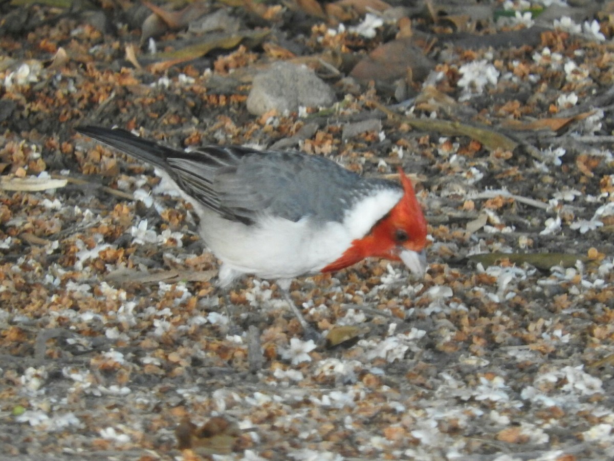 Red-crested Cardinal - ML491151231