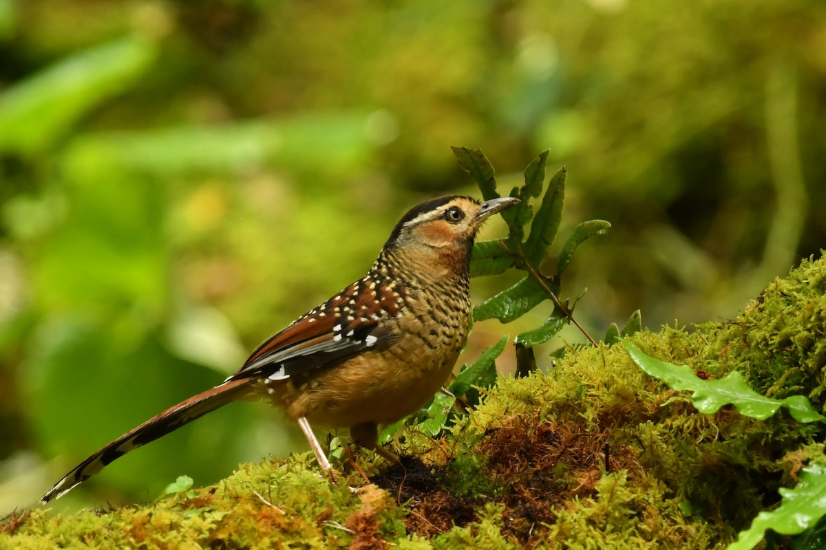 Spotted Laughingthrush - ML491152021