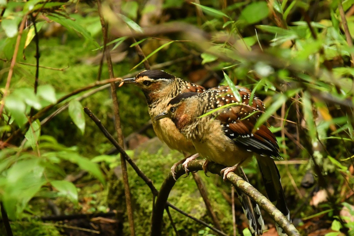Spotted Laughingthrush - ML491152051