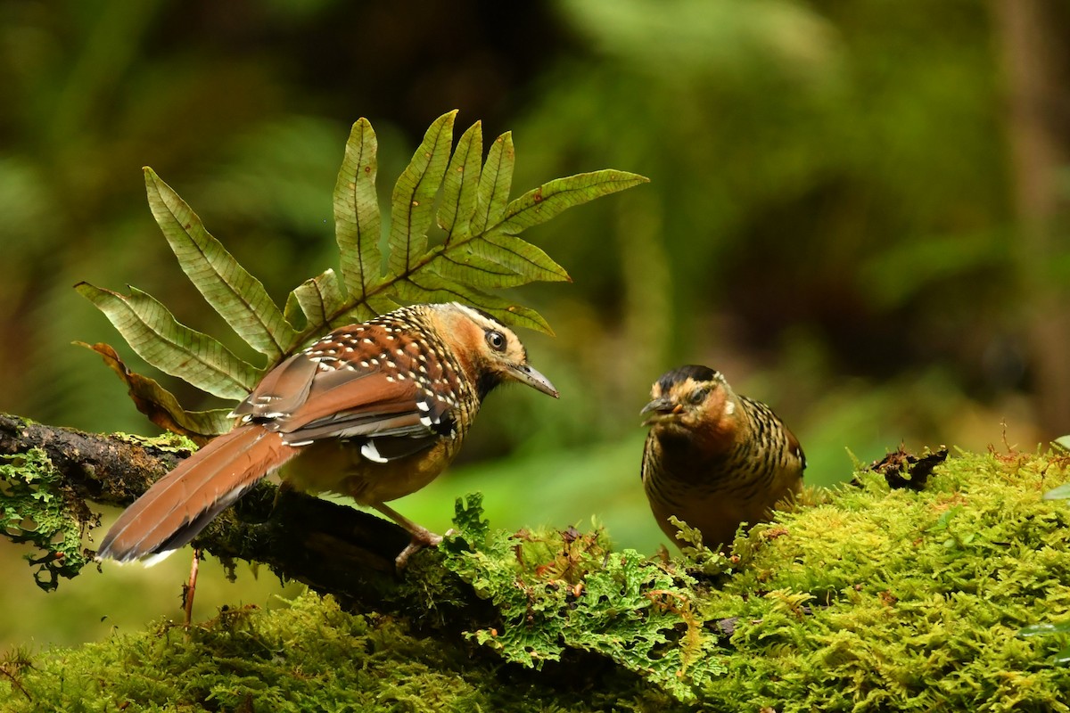 Spotted Laughingthrush - ML491152061