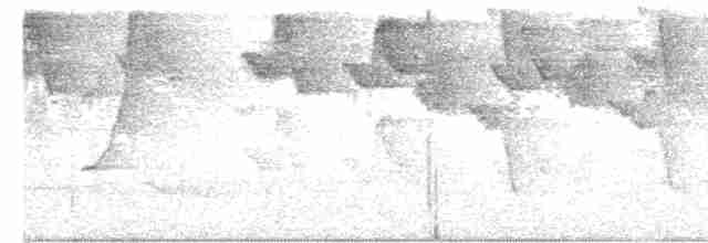 Гвианский колибри-отшельник - ML491152431