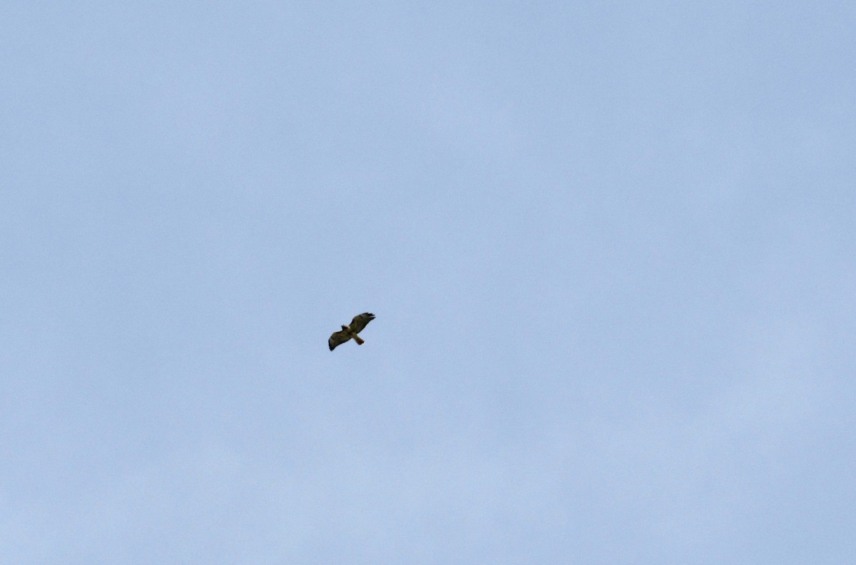 Red-tailed Hawk (borealis) - ML491152841