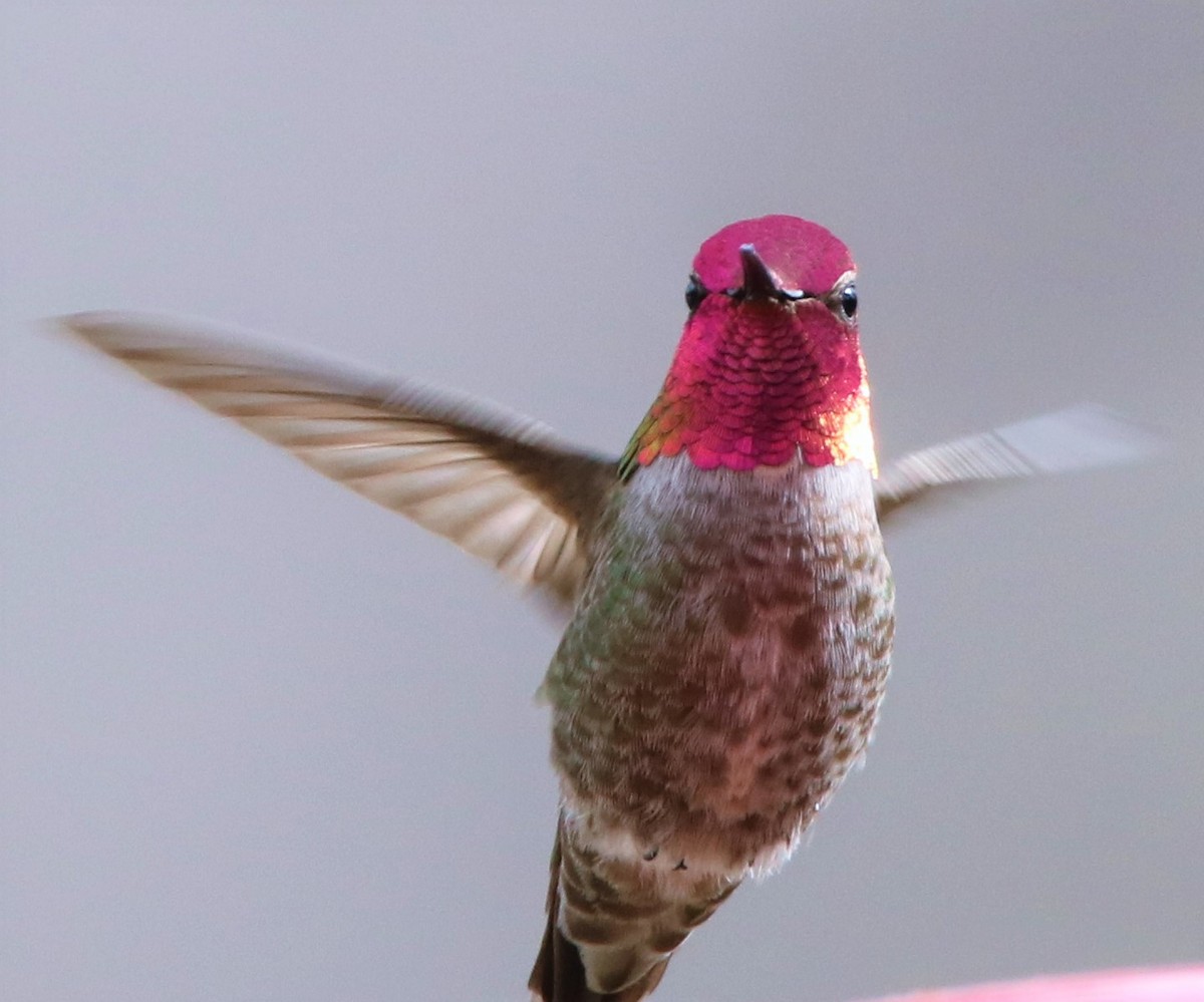 Anna's Hummingbird - Russell Hillsley
