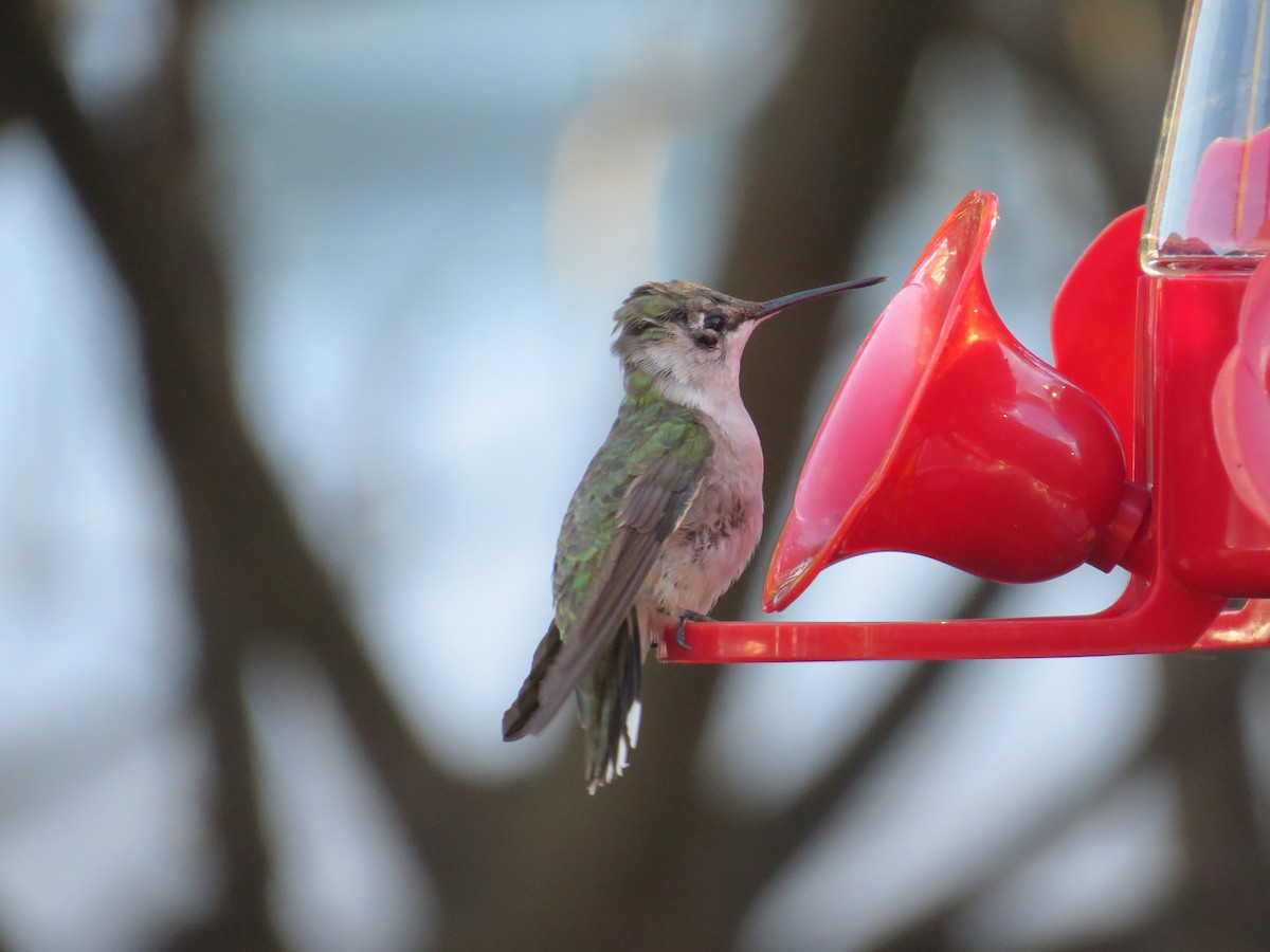 Ruby-throated Hummingbird - ML491155231
