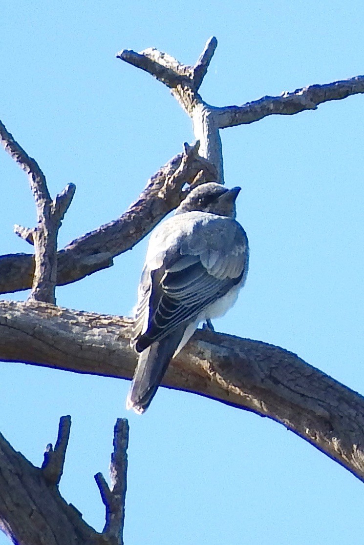 White-bellied Cuckooshrike - BirdLife Murray Goulburn
