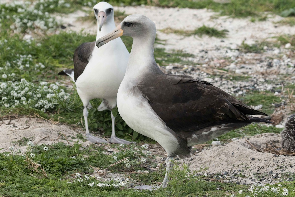 Laysan x Black-footed Albatross (hybrid) - ML49115851