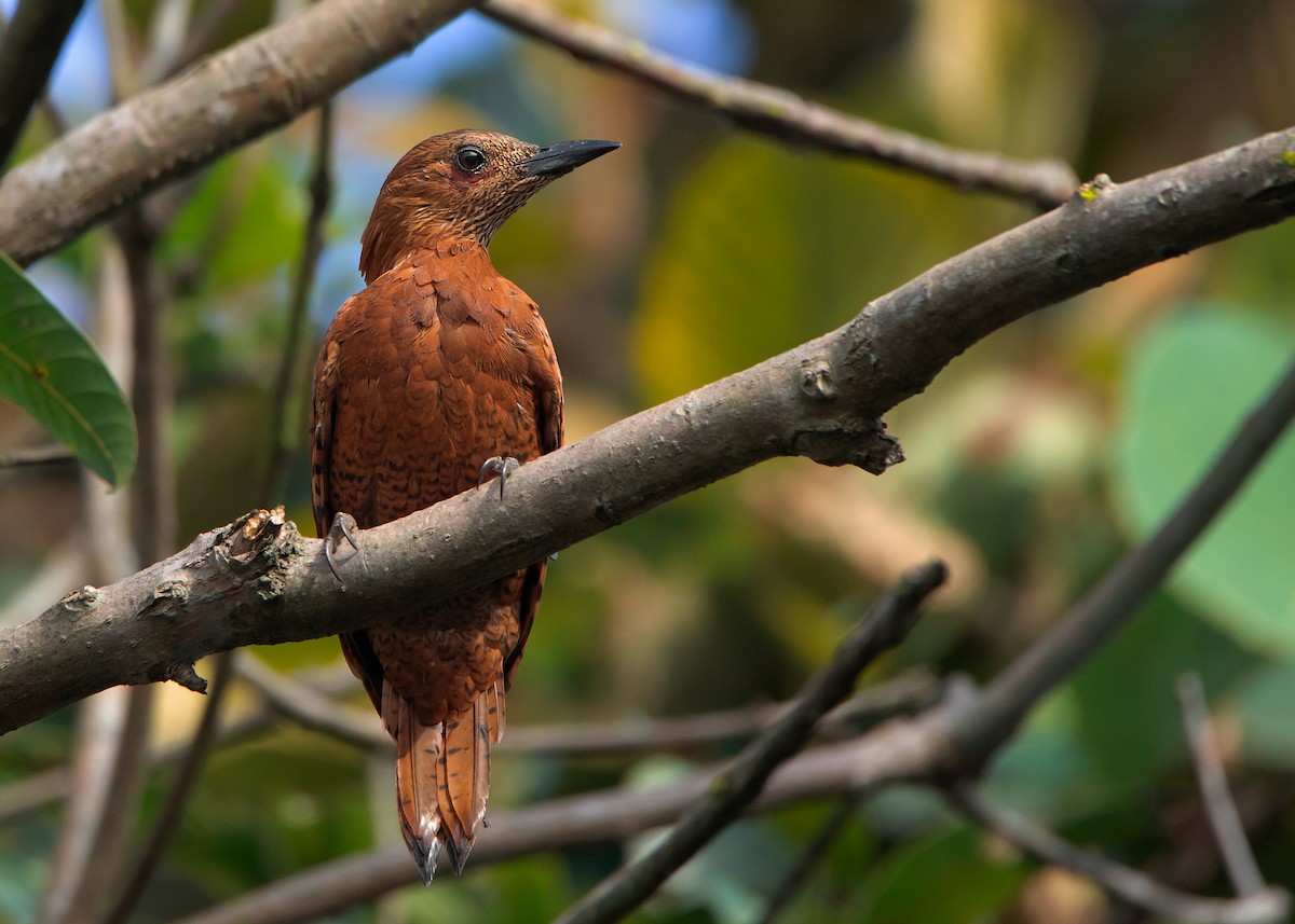 Rufous Woodpecker - Ayuwat Jearwattanakanok