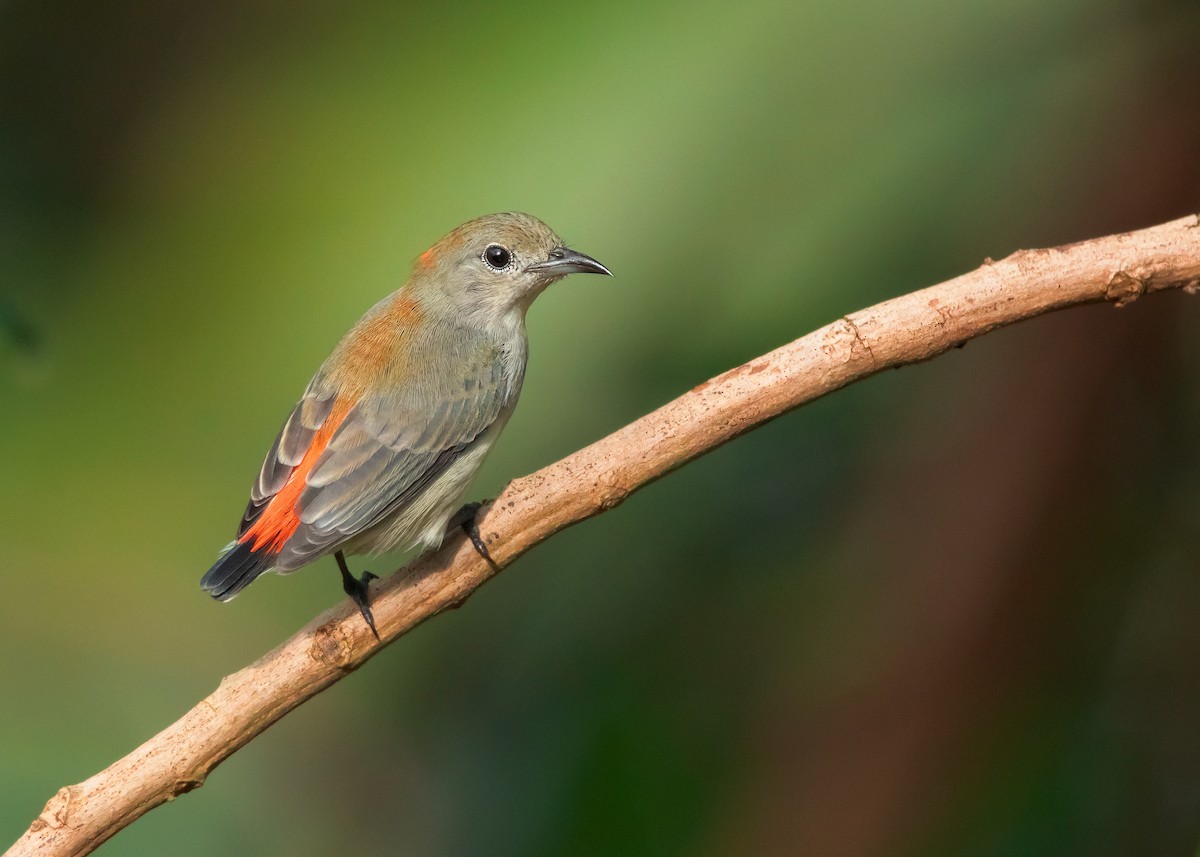 Scarlet-backed Flowerpecker - Ayuwat Jearwattanakanok