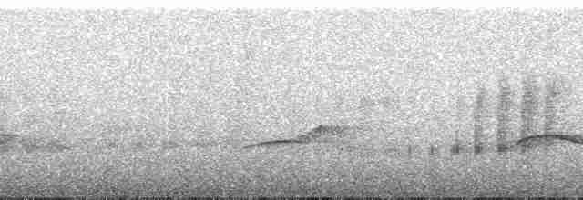 Пестрогрудый тираннчик - ML49116