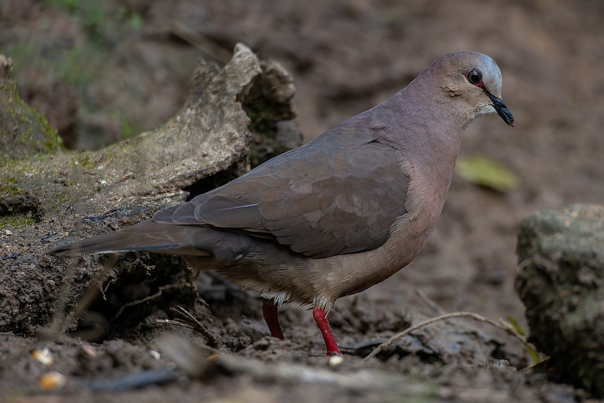 Gray-fronted Dove - LUCIANO BERNARDES