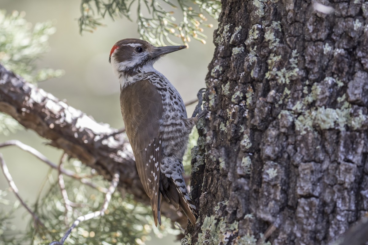 Arizona Woodpecker - Eric Ellingson
