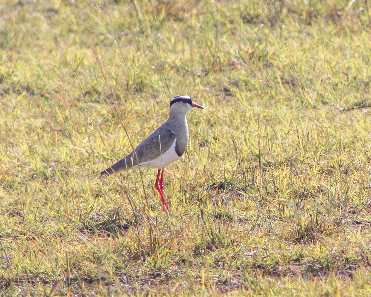 Crowned Lapwing - ML491163031