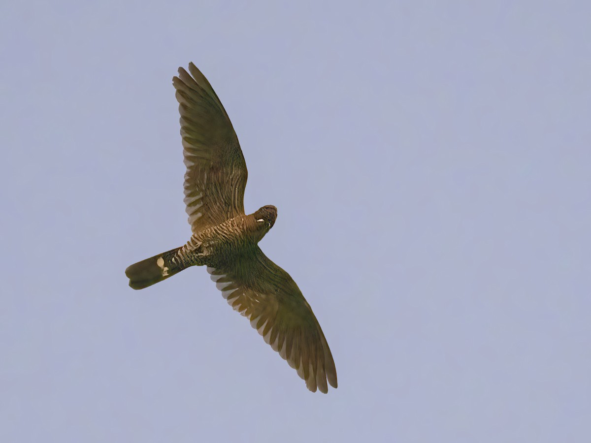 Band-tailed Nighthawk - ML491163911