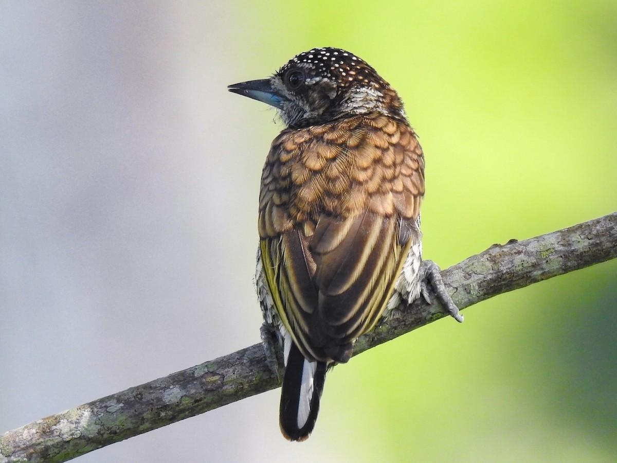 Scaled Piculet - ML491165691