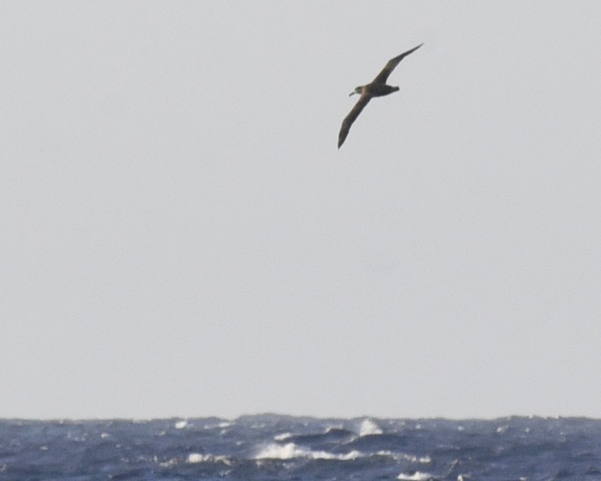 Black-footed Albatross - ML49116711