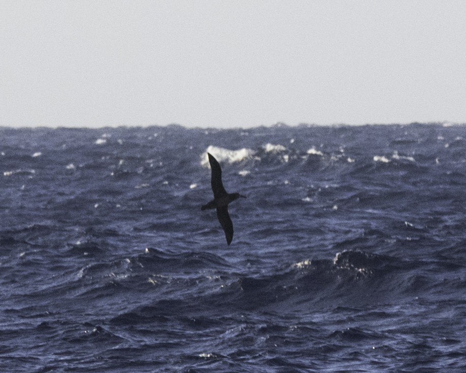 Black-footed Albatross - ML49116731