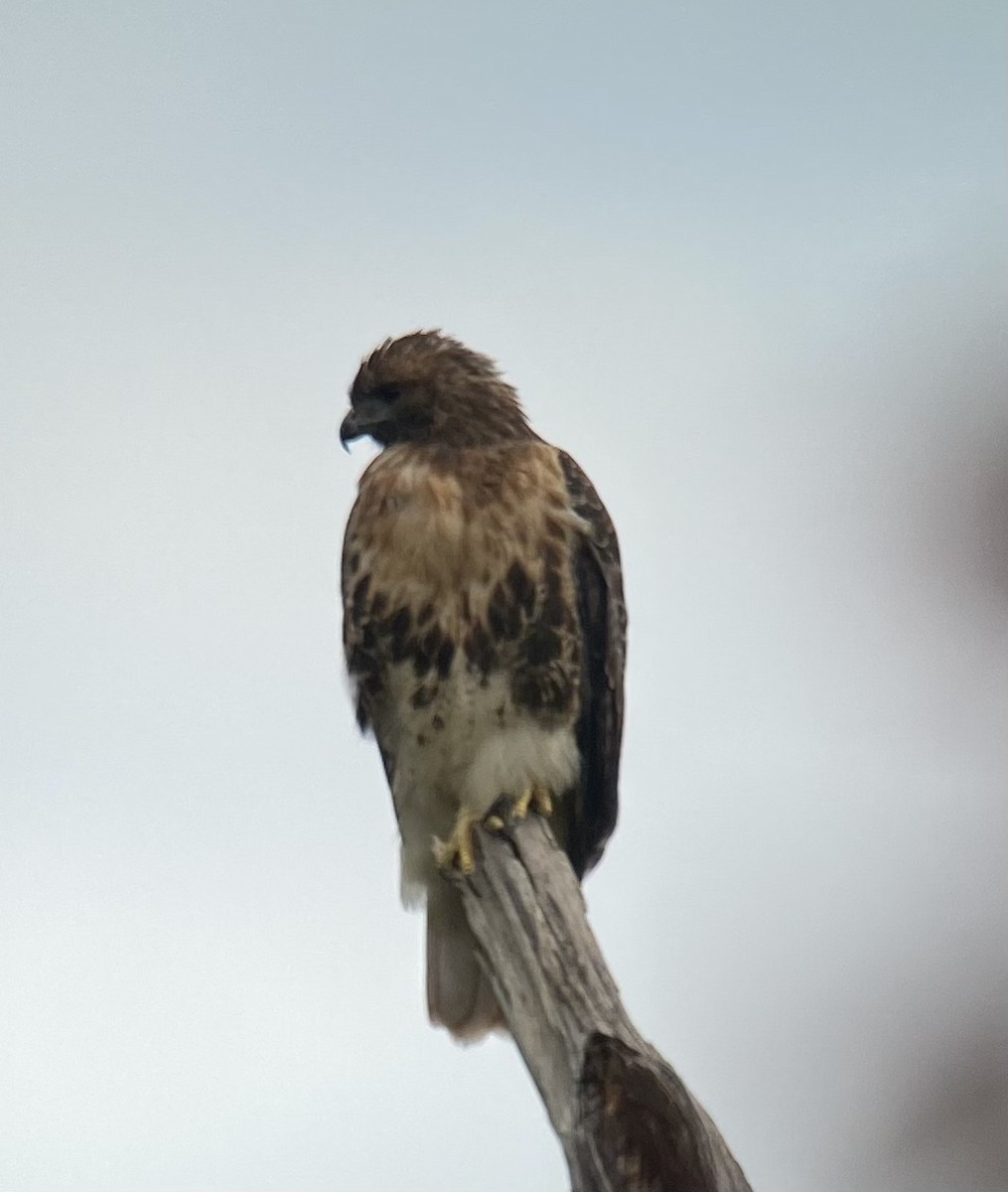 Red-tailed Hawk (abieticola) - ML491167361
