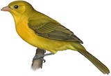 Inti Tanager Illustration