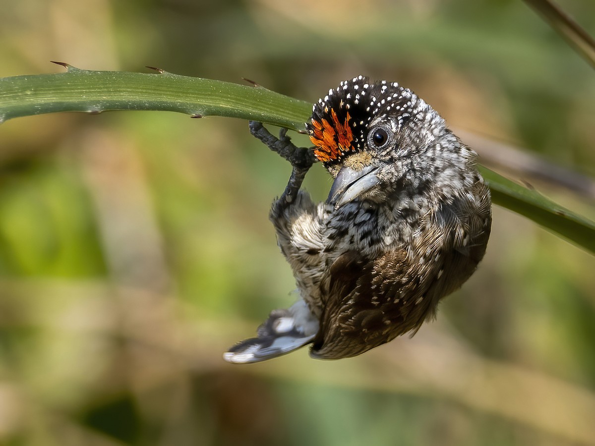 White-wedged Piculet - ML491172151