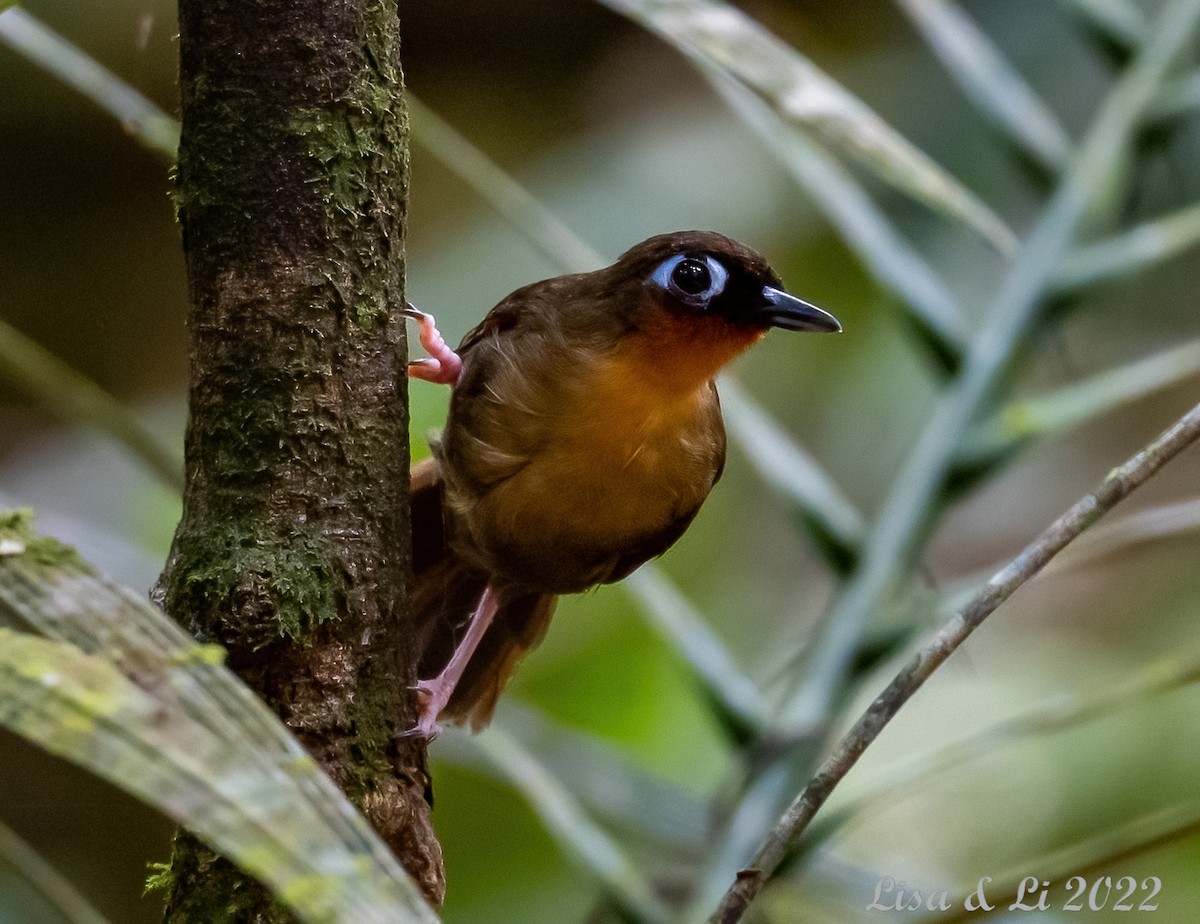 Rufous-throated Antbird - ML491176021