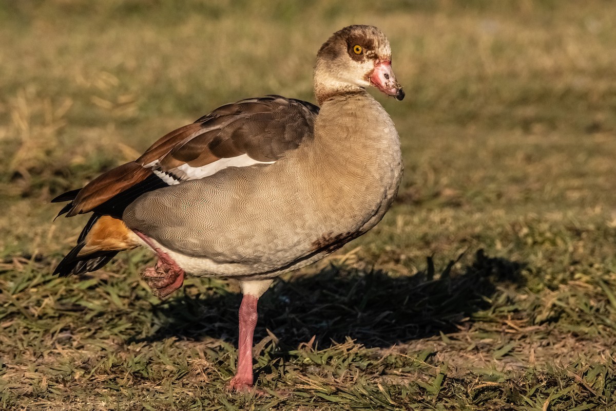 eBird Checklist 6 Oct 2022 Flat Rock Park, Kerrville USTX 17