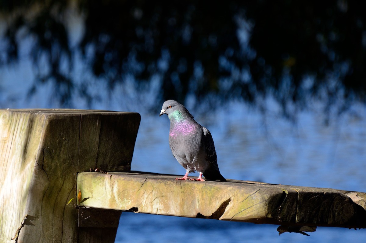 Rock Pigeon (Feral Pigeon) - ML49117971