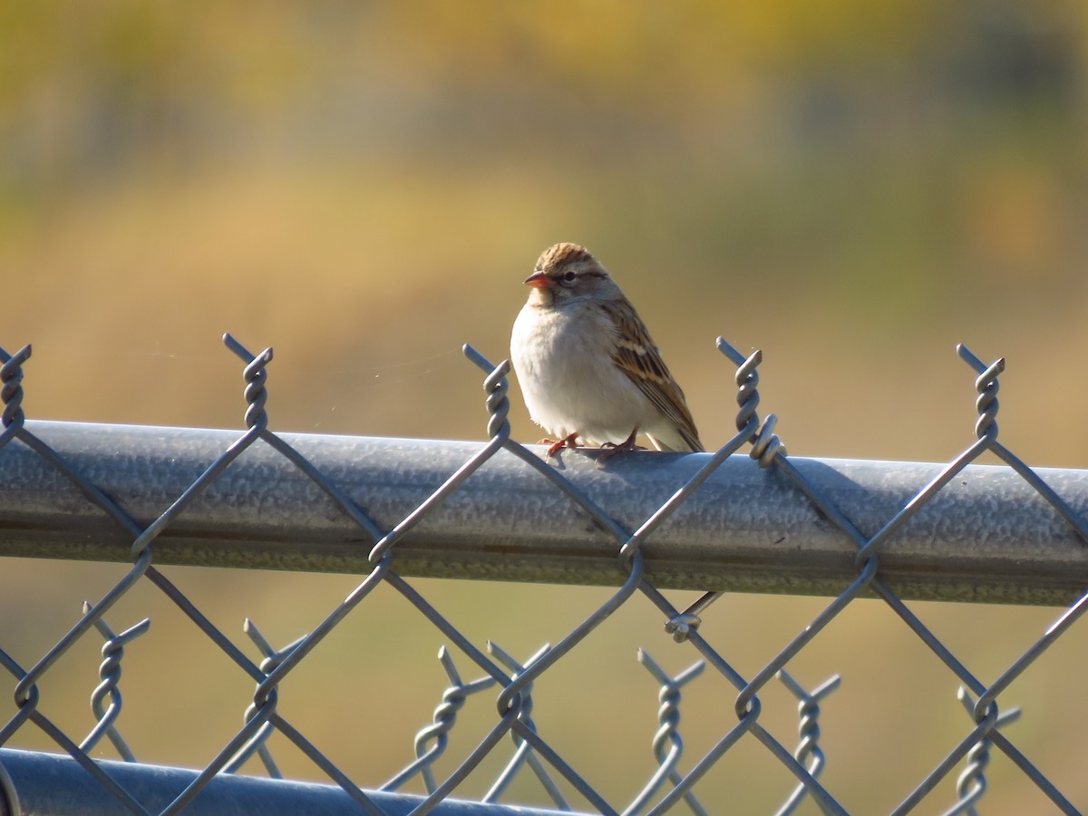 Chipping Sparrow - ML491181171
