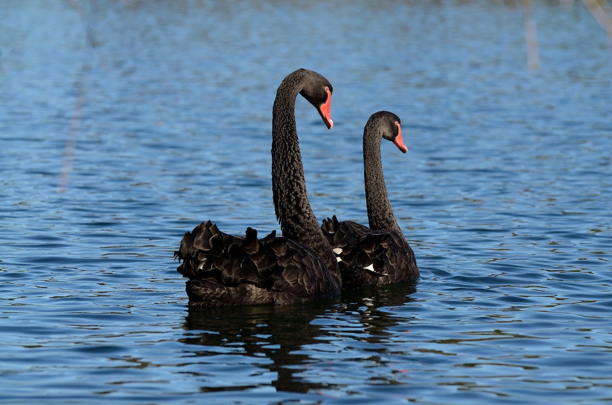 Black Swan - Lee-Lien WANG