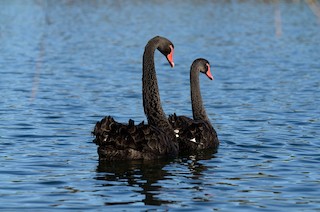 Black Swan, ML49118121