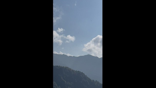 Himalayan Griffon - ML491183861