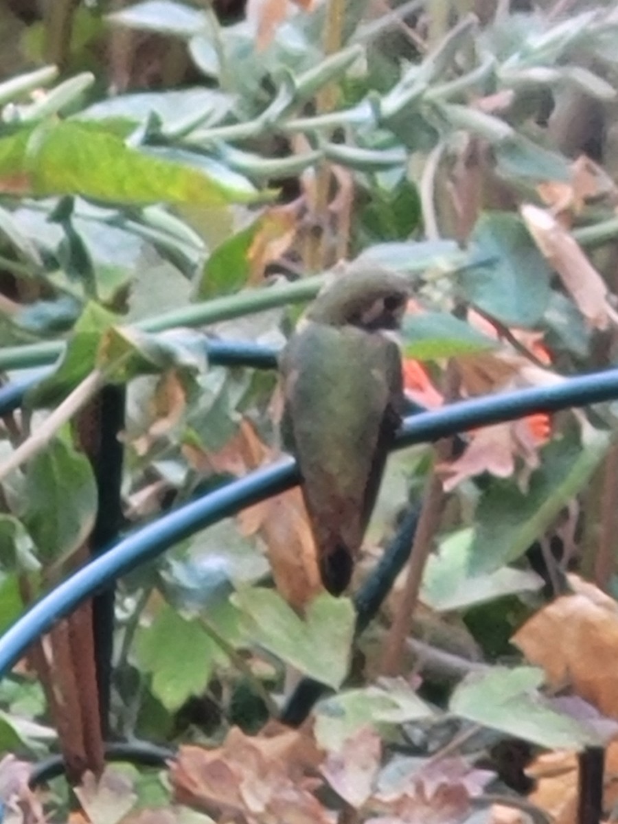 Rufous Hummingbird - ML491188241