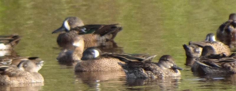 Blue-winged Teal - ML49118921