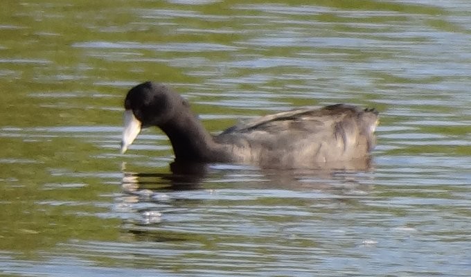 American Coot (Red-shielded) - ML49119001