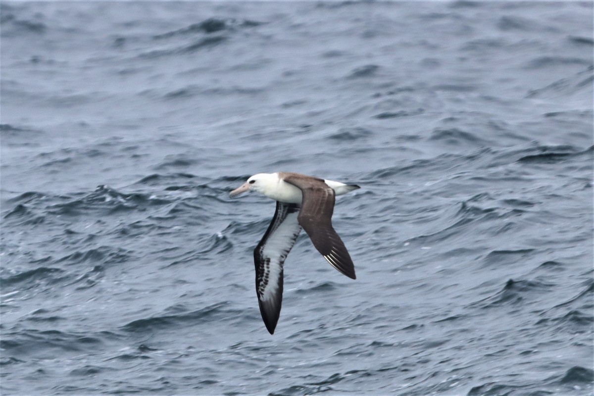 Laysan Albatross - ML491201821