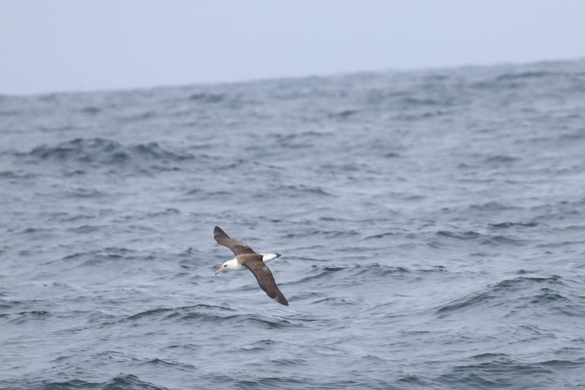 Laysan Albatross - ML491201831