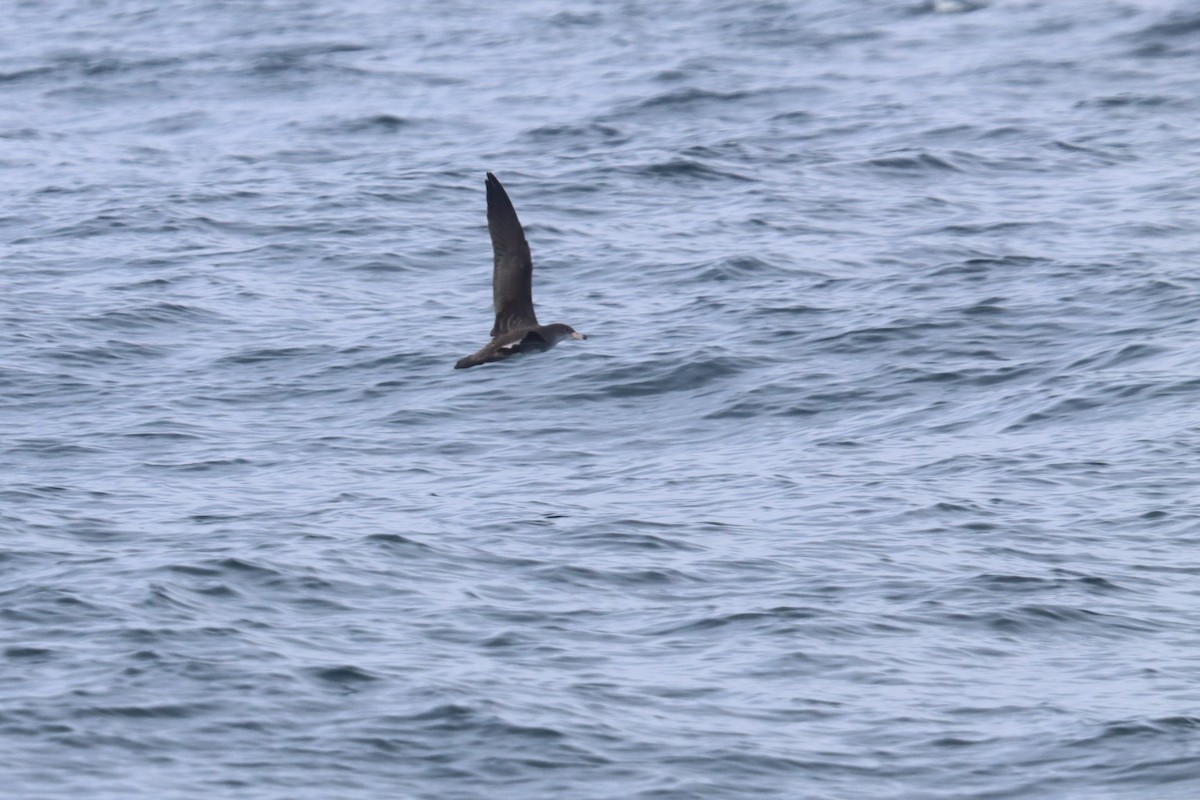 Pink-footed Shearwater - ML491202861