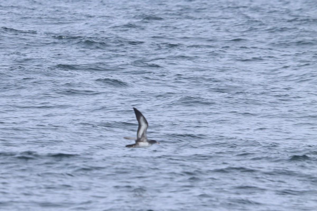 Pink-footed Shearwater - ML491202871