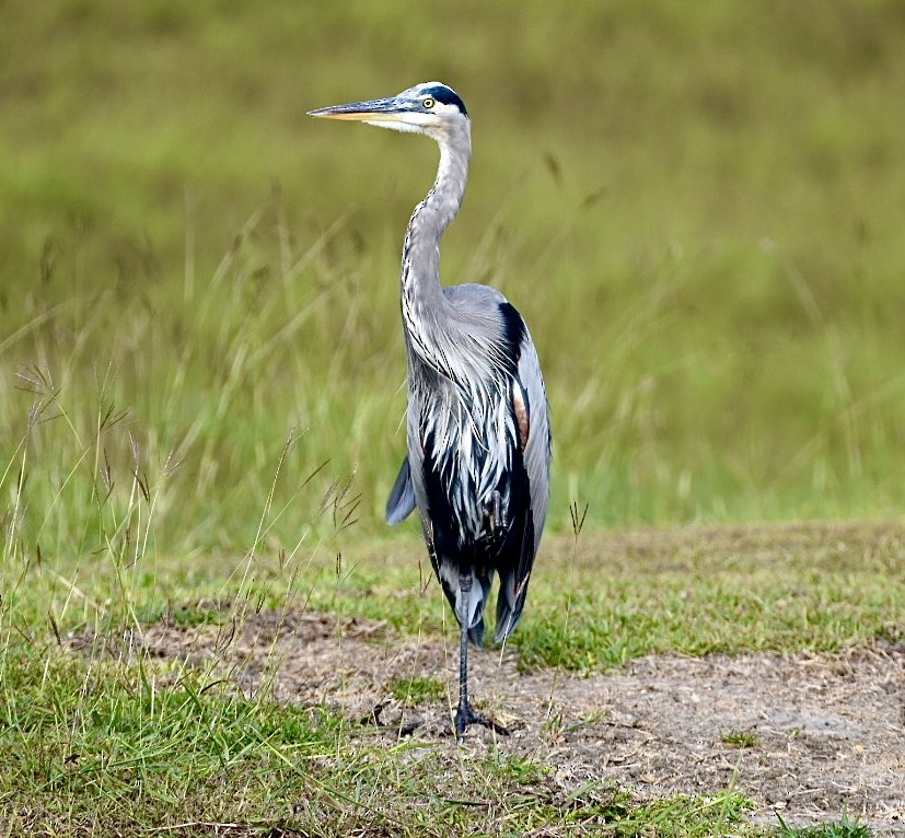 eBird Checklist - 7 Oct 2022 - Carbide Park - 21 species